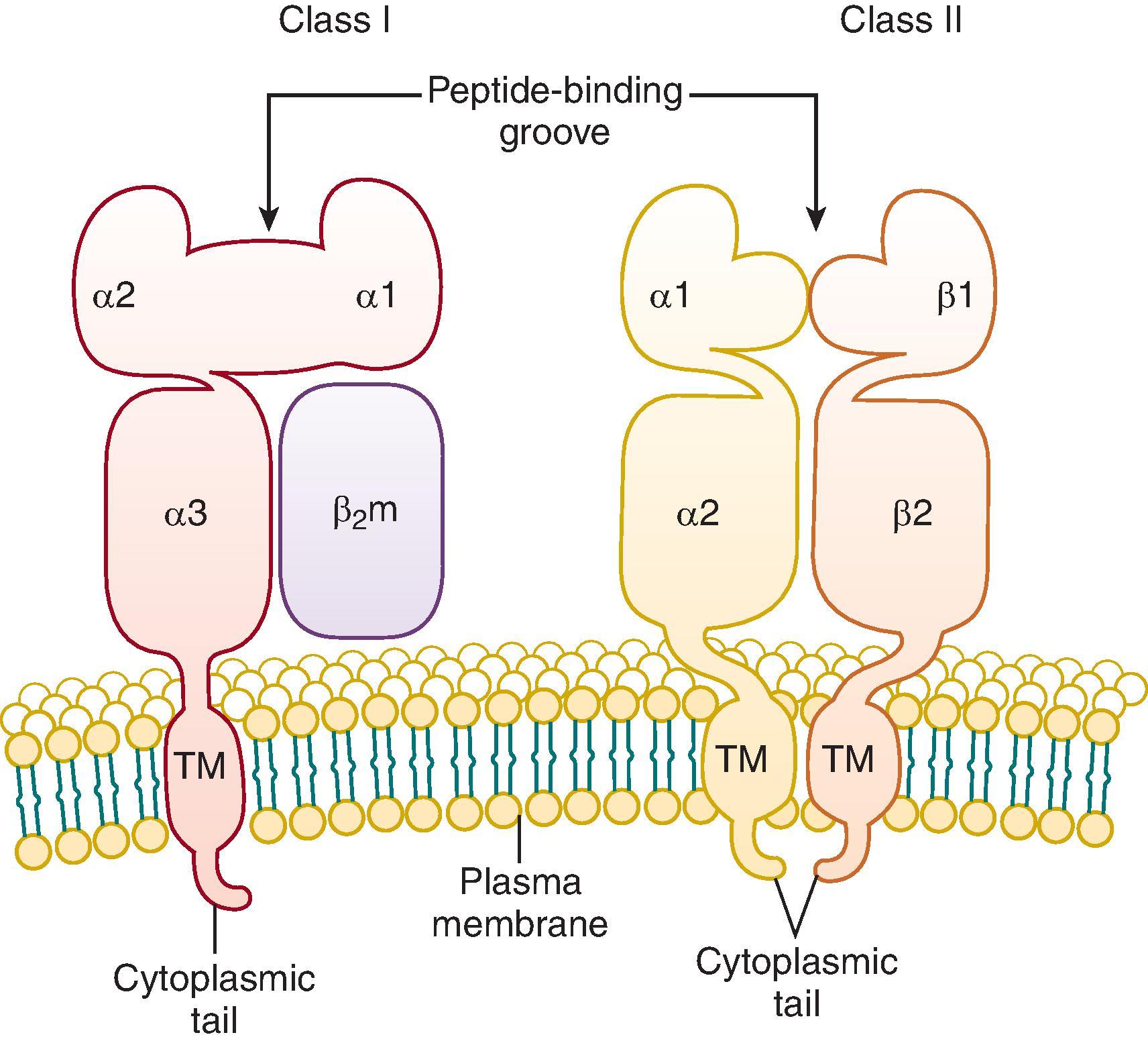 • Fig. 61.1, Structure of human leukocyte antigens class I and class II molecules. Beta 2 -microglobulin (β 2 m) is the light chain of the class I molecule. The α chain of the class I molecule has two peptide-binding domains (α1 and α2), an immunoglobulin-like domain (α3), the transmembrane (TM) region, and the cytoplasmic tail. Each of the class II α and β chains has four domains: the peptide-binding domain (α1 or β1), the immunoglobulin-like domain (α2 or β2), the transmembrane region, and the cytoplasmic tail. (From Klein J, Sato A. The HLA system. N Engl J Med . 2000;343:702–709.)