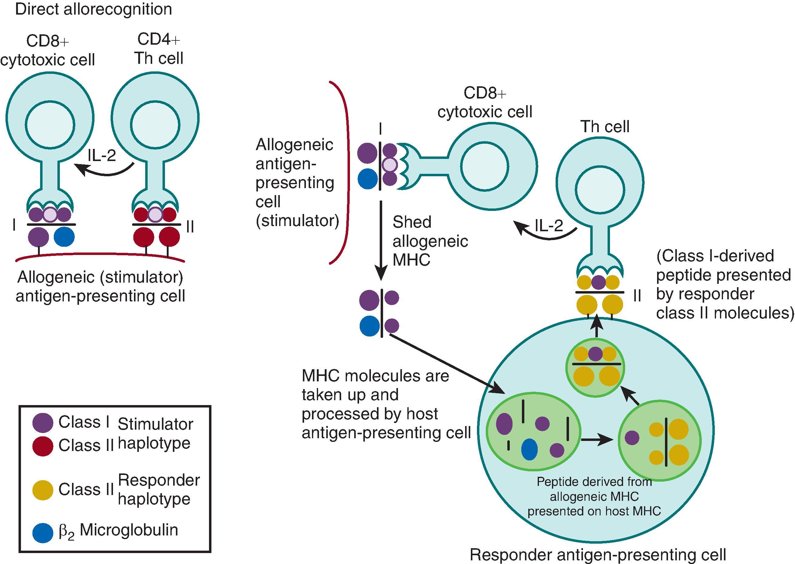 • Fig. 61.2, Diagrammatic representation of the direct and indirect pathways of allorecognition. IL , Interleukin; MHC , major histocompatibility complex. (From Rogers NJ, Lechler RI. Allorecognition. Am J Transplant . 2001;1:97–102.)