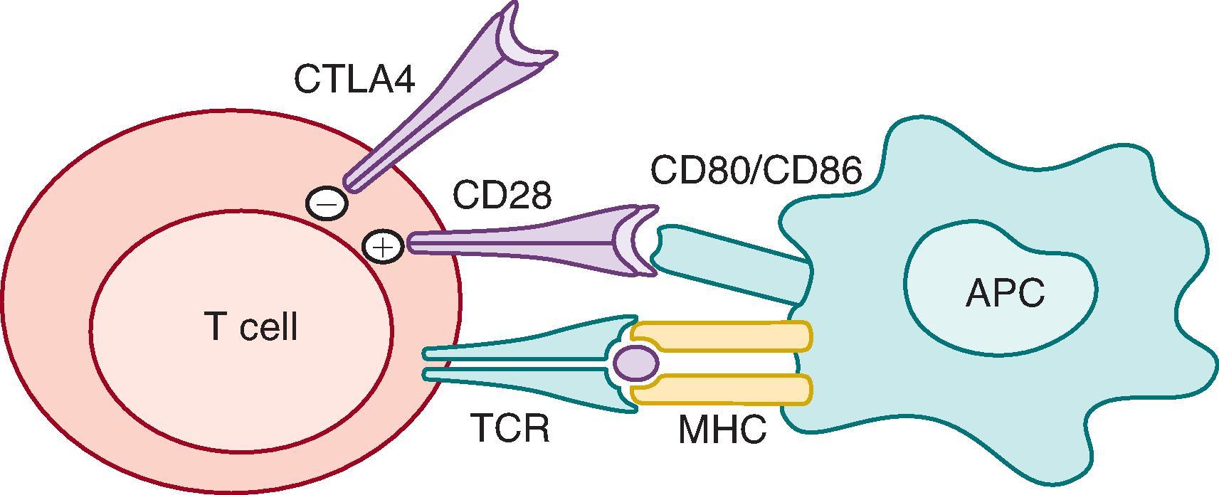 • Fig. 61.3, Signal 1 and signal 2. APC , Antigen-presenting cell; MHC , major histocompatibility complex; TCR , T-cell receptor. (From Vincenti F. Costimulation blockade in autoimmunity and transplantation. J Allergy Clin Immunol . 2008;121:299–306.)