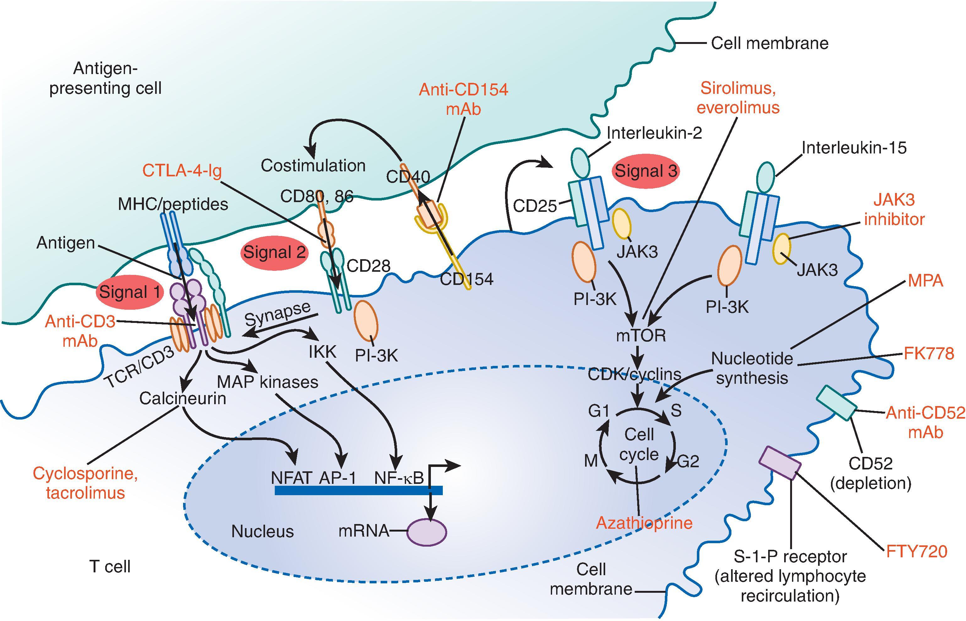 • Fig. 61.4, Individual immunosuppressive drugs and sites of action in the three-signal model. CDK , Cyclin-dependent kinase; IKK , IκB kinase; MAP , mitogen-activated protein; MHC , major histocompatibility complex; MPA , mycophenolic acid; NFAT , nuclear factor of activated T cells; TCR/CD3, T-cell receptor. (From Halloran PF. Immunosuppressive drugs for kidney transplantation. N Engl J Med . 2004;351:2715–2729.)