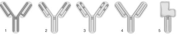 FIGURE 96-1, Types of monoclonal antibodies (mAbs). 1 , Mouse mAb; 2 , chimeric mAb; 3 , humanized mAb; 4 , fully human mAb; 5 , fusion protein.