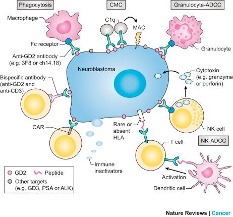 Figure 9.1, Effectors of immunotherapy for neuroblastoma [30] .