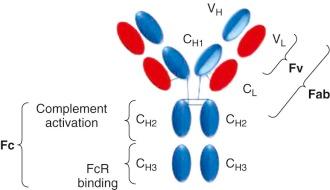 Figure 47-2, Structure of an antibody molecule.