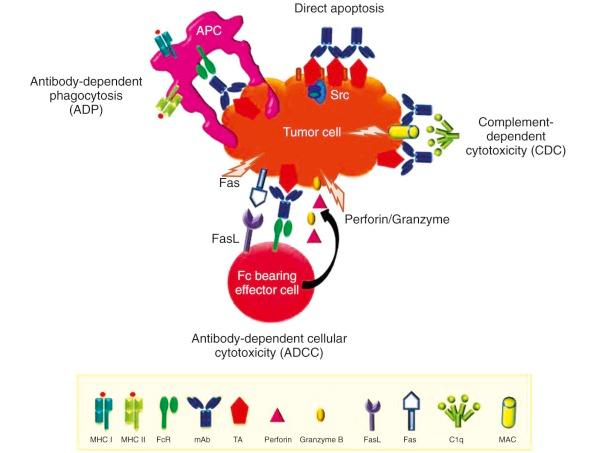 Figure 47-3, Antibody-mediated mechanisms of tumor cell destruction.