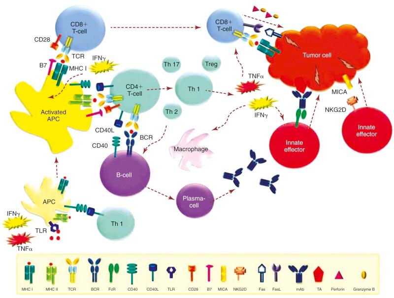 Figure 47-4, Antitumor effects of the immune system.