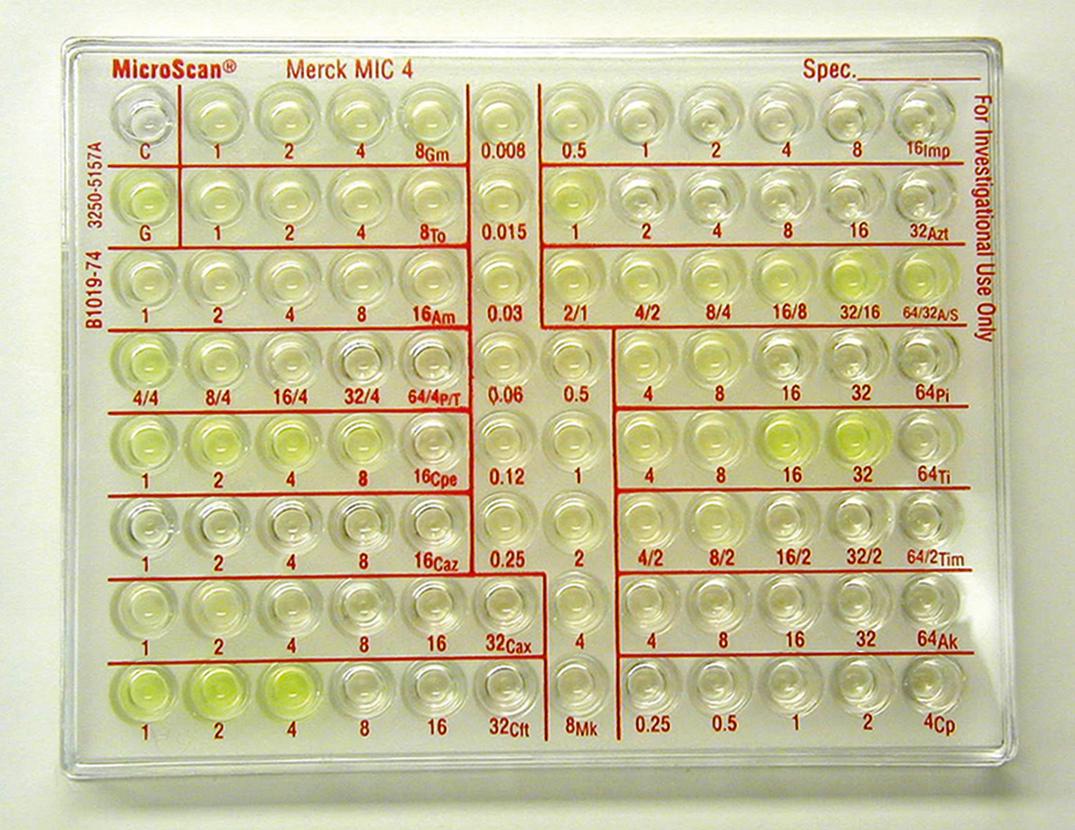 Figure 58.1, Minimum inhibitory concentration by broth microdilution. Seen in this figure is a commercially prepared microtiter tray containing different concentrations of antibiotics in the various sets of wells; the concentrations in mcg/mL are marked by the numbers listed under each well, and the different antimicrobial agents are indicated by abbreviations seen nearest the well with the highest drug concentration. The organism is manually inoculated into the wells and read by direct visualization. Growth is indicated by turbidity (in the present figure, there is also pigmentation seen), and the organism will grow in the wells containing concentrations of antibiotics to which it is resistant. The MIC value is determined by the lowest concentration without visible growth. In cases in which all wells in the series of a given antibiotic are negative, the MIC is resulted as lower than the lowest concentration of that drug; conversely, when there is growth in all wells in the series of a given antibiotic, the MIC is resulted as higher than the highest concentration of that drug. In the present figure, the last antibiotic agent in the lowest row on the right is Ciprofloxacin (Cp), with an MIC ≤0.25 mcg/mL. Cefotetan (Cft) is on the lower left, with clear growth in the wells marked 1, 2, and 4, and no growth in the wellmarked 8, making the MIC for this drug 8 mcg/mL. For comparison (as well as for use as an indicator of test validity), the negative (C) and positive control (G) wells can be seen on the upper left.