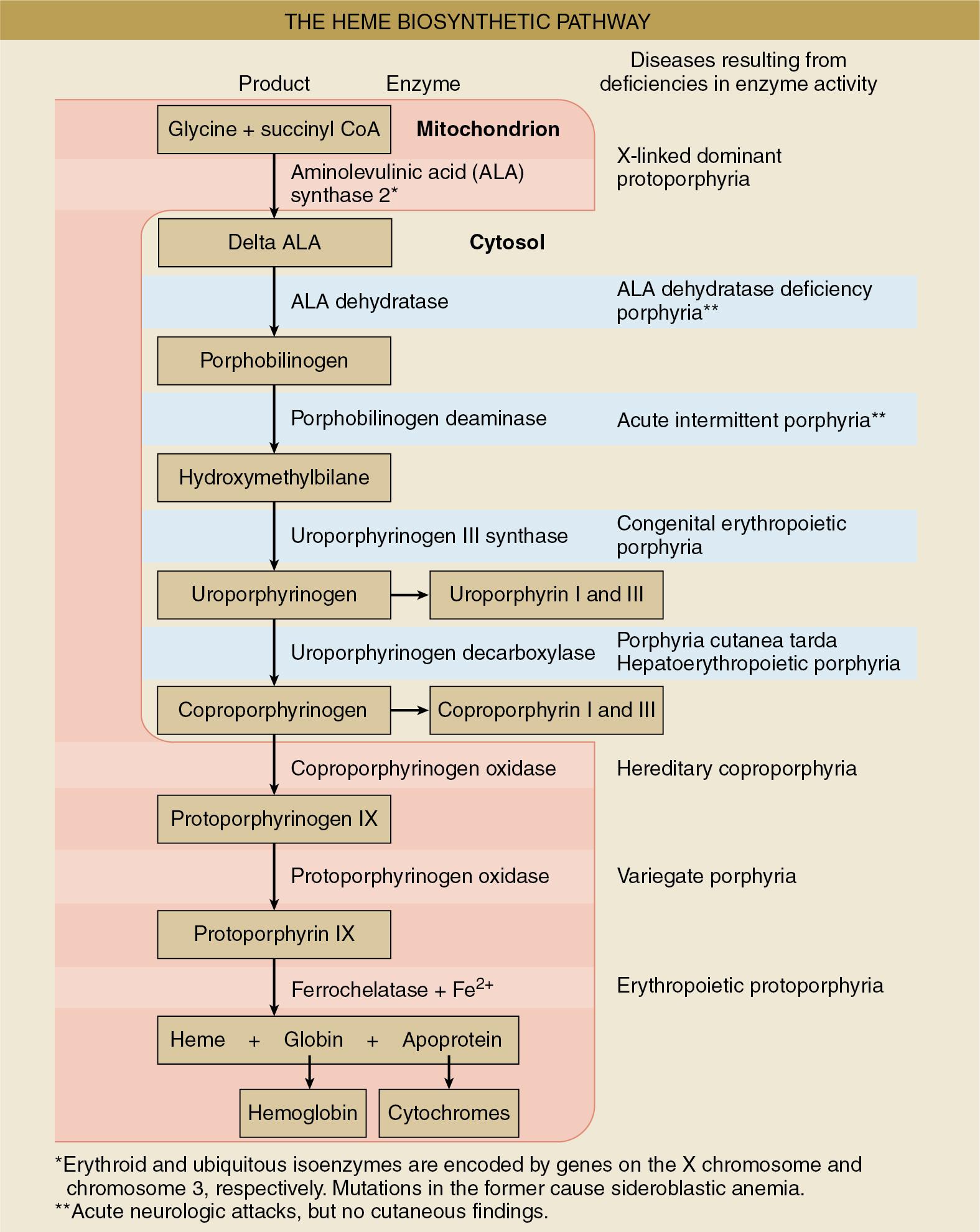 Fig. 18.1, The heme biosynthetic pathway. Type of porphyria is determined by the specific enzyme deficiency related to heme development. Symptoms and toxicities occur as a result of accumulation of intermediates produced in the pathway. The anesthesiologist should be aware of acute types of porphyria as they can have life-threatening reactions with common perioperative drugs.