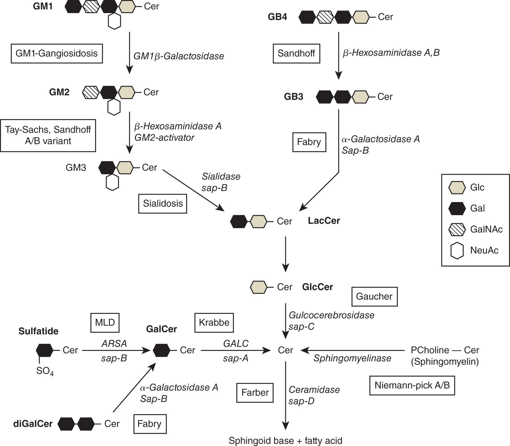 FIGURE 61.2, Disorders caused by enzyme defects in the metabolism of sphingolipids. ARSA , Arylsulfatase A; Cer , ceramide; diGalCer , galabiosylceramide; Gal , galactose; GALC , galactosylceramidase; GalCer , galactosylceramide; GalNAc , N -acetyl-galactosamine; GB3 , globotriaosylceramide; GB4 , globotetraosylceramide (globoside); Glc , Glucose; GlcCer , glucosylceramide; GM1 , GM1 ganglioside; GM2 , GM2 ganglioside; LacCer , lactosylceramide; MLD , metachromatic leukodystrophy; NeuAc , N -acetyl-neuraminic acid.