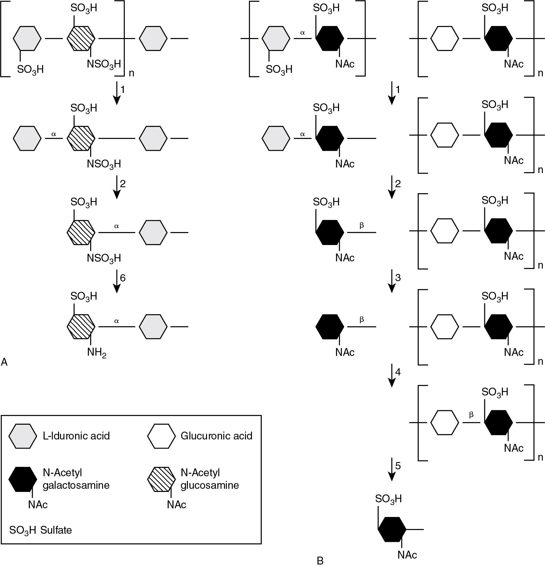 FIGURE 61.3, Enzymes involved in the degradation of dermatan and heparin sulfates and their associated disorders. Pathways depicting the catabolism of (A) heparin sulfate, and (B) dermatan sulfate and the defective enzymes. 1 , Iduronate sulfatase (MPS II); 2 , α-iduronidase (MPS I); 3, arylsulfatase B (MPS VI); 4, N -acetyl hexosaminidase (Tay-Sachs/Sandhoff); 5, β-glucuronidase (MPS VII); 6, heparan N -sulfatase (MPS IIIa).