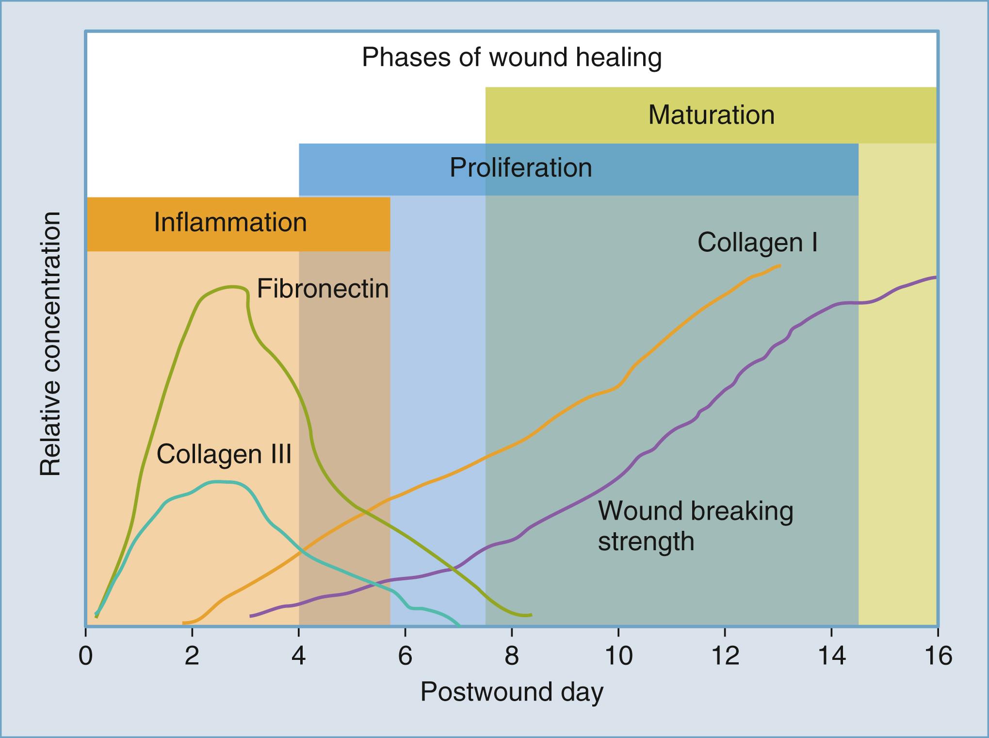 Figure 23.1, Schematic showing the production of connective tissue and resultant wound maturation over time. Fibronectin and type III collagen are initially deposited followed later by type I collagen.