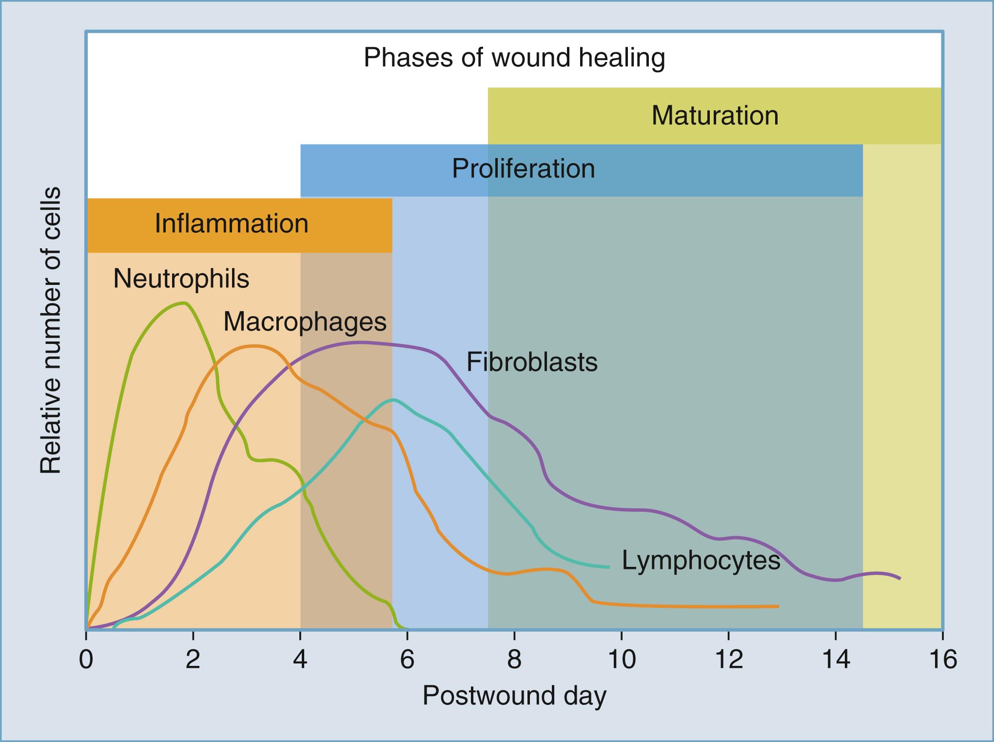 Figure 23.2, Schematic depicting the various cells in the wound during the healing process. Neutrophils are the first responders to the wound, followed by macrophages and then lymphocytes. Fibroblasts become more prominent during the proliferative phase, peaking at around 6 weeks.