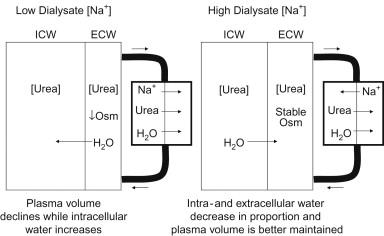 Figure 93.1, Use of a low sodium dialysate is more commonly associated with intradialytic hypotension. In the initial period of dialysis the extracellular urea concentration falls creating an osmotic driving force for water movement into the cell due to the higher intracellular urea concentration. This drop in extracellular osmolality and movement of water into the intracellular space is exacerbated in the setting of a low dialysate Na concentration. As a result plasma volume falls and the risk of hypotension increases. A high sodium dialysate helps to minimize the development of extracellular hyposmolality allowing for better refilling of the intravascular compartment. Plasma volume remains better preserved and the risk of hypotension is reduced.