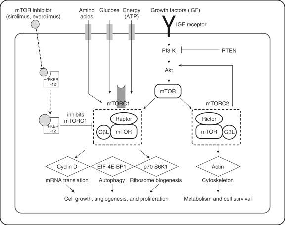 FIGURE 91-3, The mammalian target of rapamycin (mTOR) pathway is a key sensor of cellular hemostasis that integrates the extracellular and intracellular environment. mTOR coordinates cellular growth, proliferation, and nutrition by sensing cellular stress, based on oxygen, energy, mitogenic growth factors, hormones, and cellular nutrient levels. mTOR sits at the nexus of several separate downstream pathways, and the mTOR inhibitors (sirolimus, everolimus) prevent cell cycle transition and block cellular proliferation, which limits T-cell proliferation. An understanding of the upstream and downstream elements of the mTOR pathway is key to understanding the side effects and benefits with mTOR inhibitors. Akt , protein kinase B; ATP , adenosine triphosphate; EIF-4E-BP1 , eukaryotic translation initiation factor 4 E binding protein; GβL , G-protein beta-subunit-like; IGF , insulinlike growth factor; mRNA , messenger RNA; mTORC1 , mammalian target of rapamycin complex 1; mTORC2 , mammalian target of rapamycin complex 2; p13-K , phosphoinositide kinase 3; p70 S6K1 , ribosomal protein S6 kinase; PTEN , phosphatase and tensin homolog.