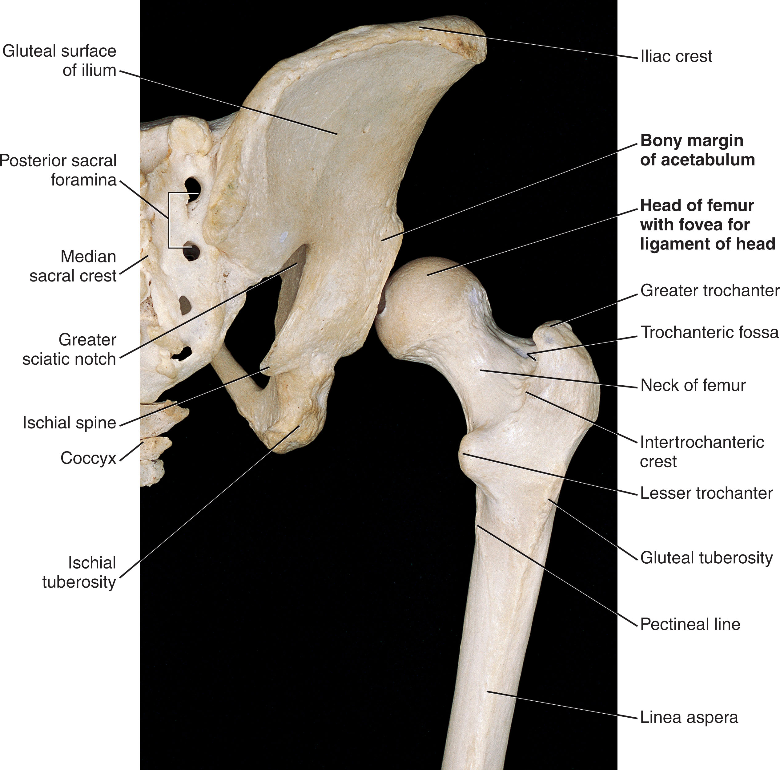 Fig. 28.2, Hip joint: posterior osteology.