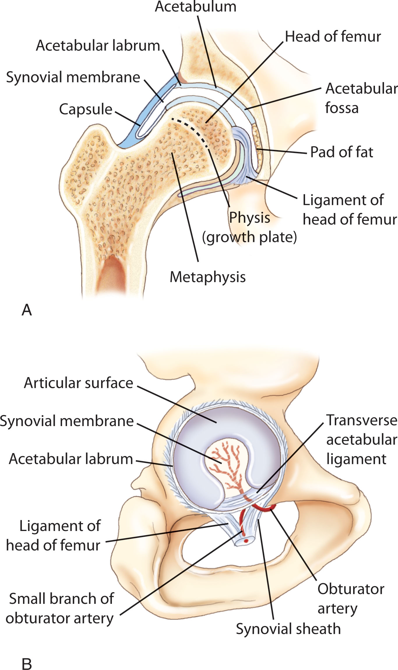 Fig. 28.4, (A) Coronal section of the right hip joint. (B) Lateroposterior view of the articular surface of the right hip joint and arterial supply of the femoral head.