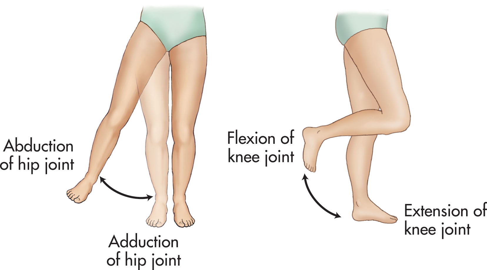 Fig. 28.5, Anatomic terms used in relation to the movement of the hip.