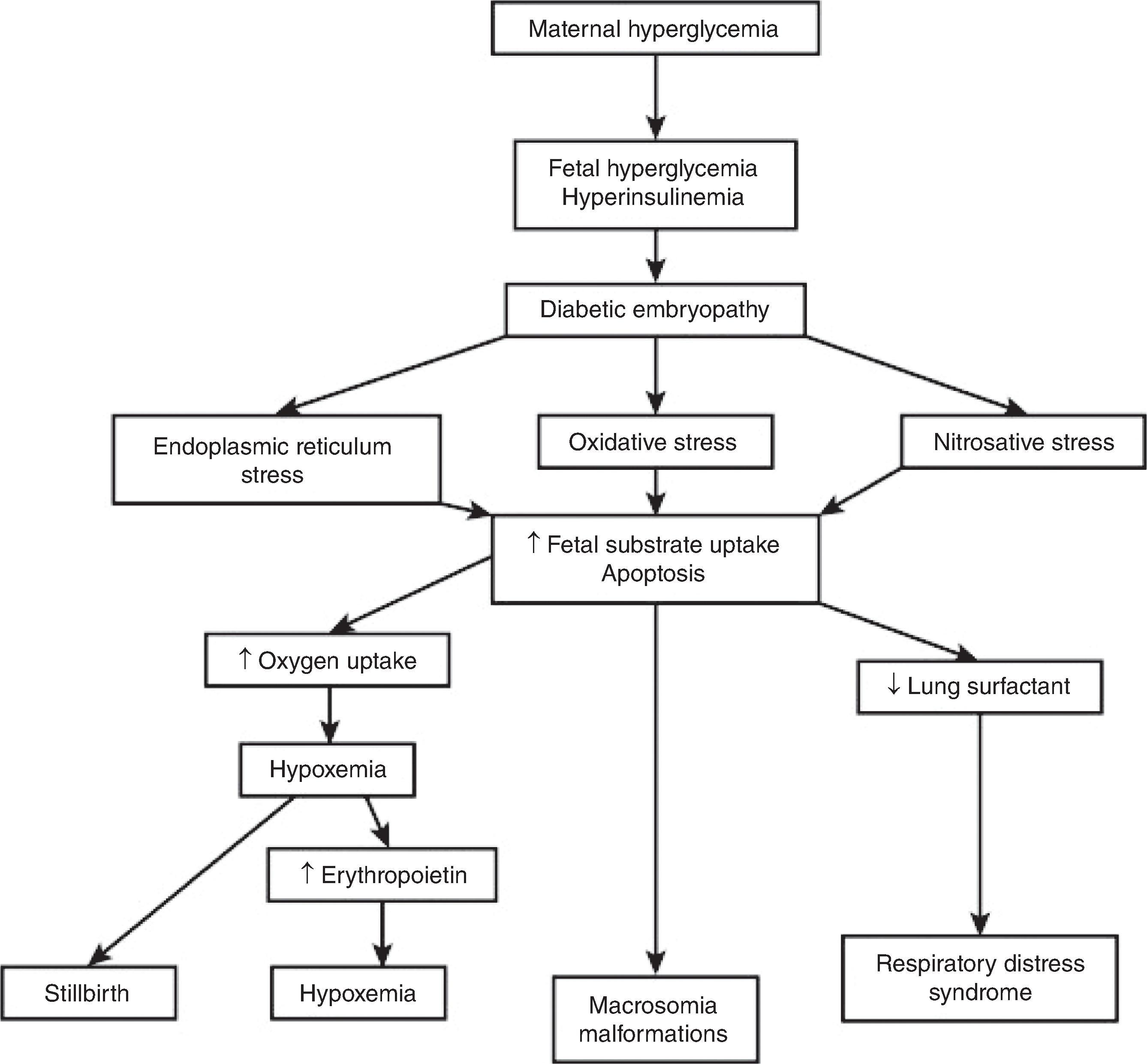 Fig. 24.2, Flow Diagram of Pathogenic Events That Result in Fetal and Neonatal Morbidity in Infants of Diabetic Mothers .