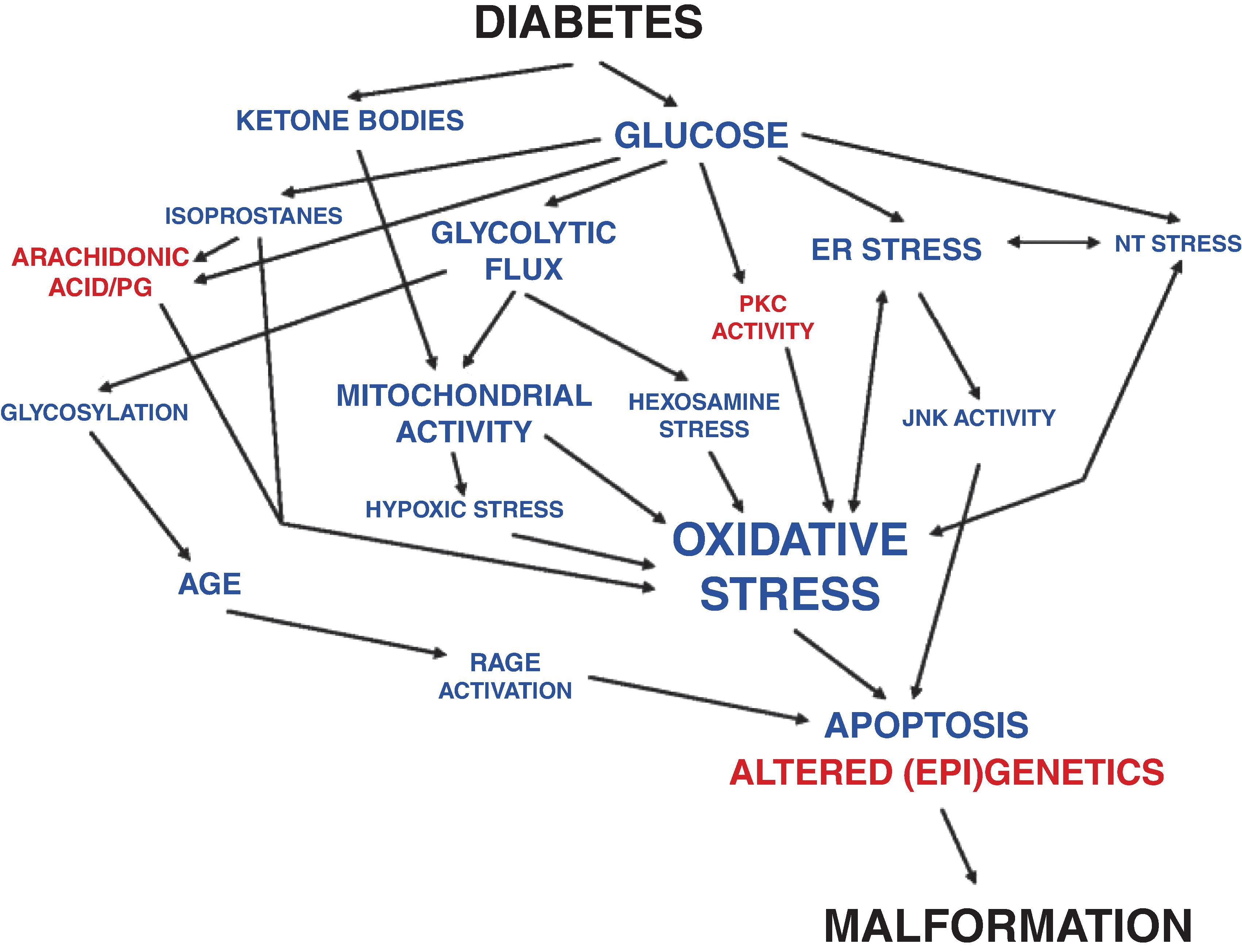 Fig. 24.3, Schematic Outline of the Development of Diabetic Embryopathy.