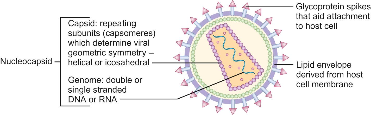 Fig. 15.1, General structure of a virus.