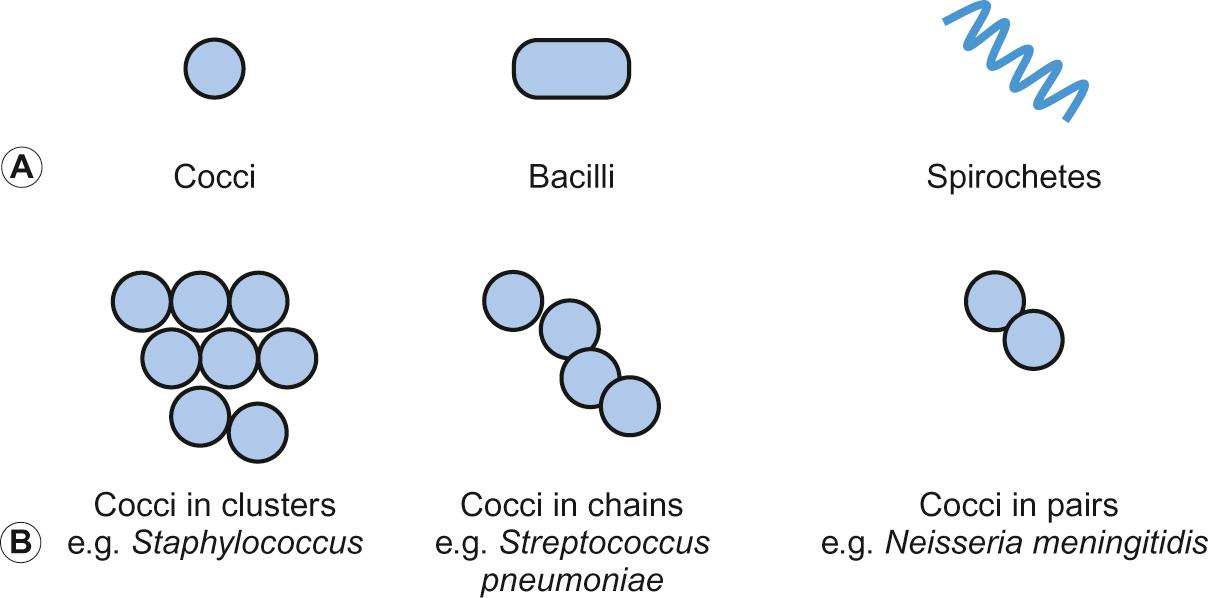 Fig. 15.2, Bacterial morphology. A. Three basic shapes of bacteria. B. Cocci can take up particular arrangements, which assist in identification of bacteria.