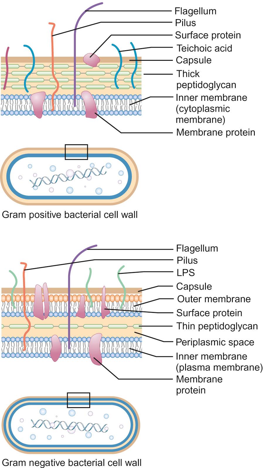 Fig. 15.3, Structure of the cell wall in Gram-negative and Gram-positive bacteria. Gram-positive bacteria appear blue/purple on a Gram stain due to retention of crystal violet dye in the thick cell wall and Gram-negative bacteria appear red/pink.