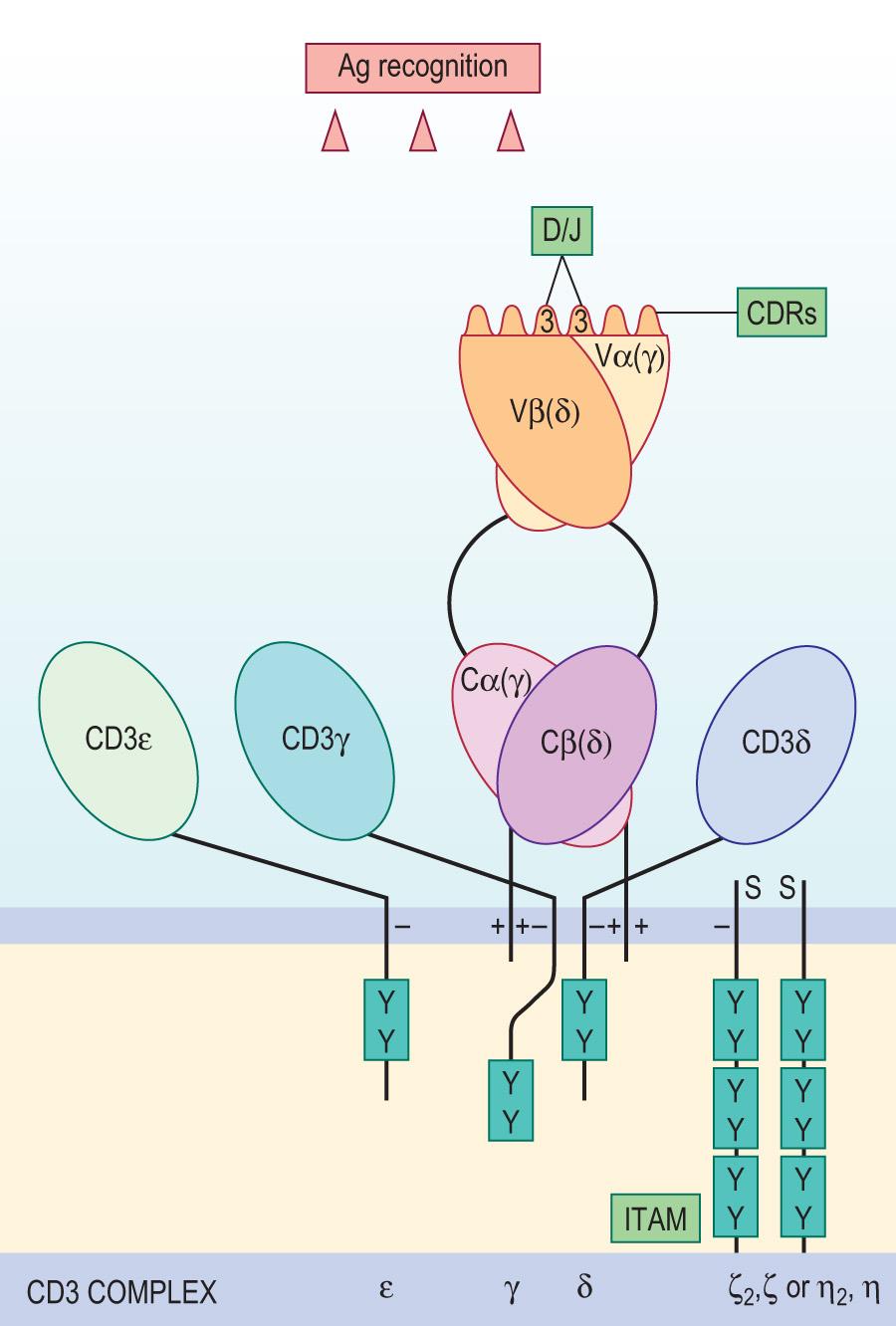 Fig. 6.11, T cell receptor on αβ T cells consists of an α- and a β-chain, each composed of a variable (V) and a constant (C) domain resembling the immunoglobulin Fab antigen-binding fragment in structure.