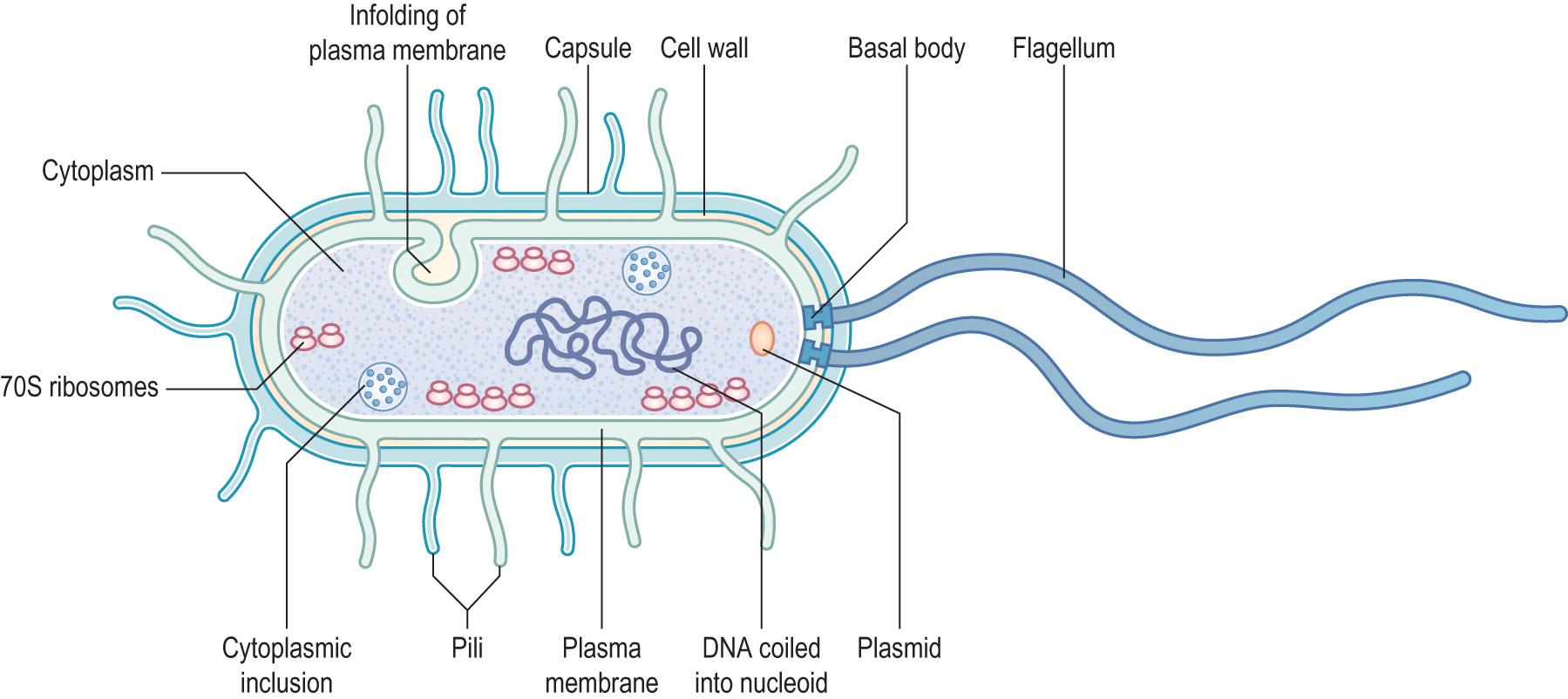 Fig. 6.2, Illustration of a generalised bacterium.