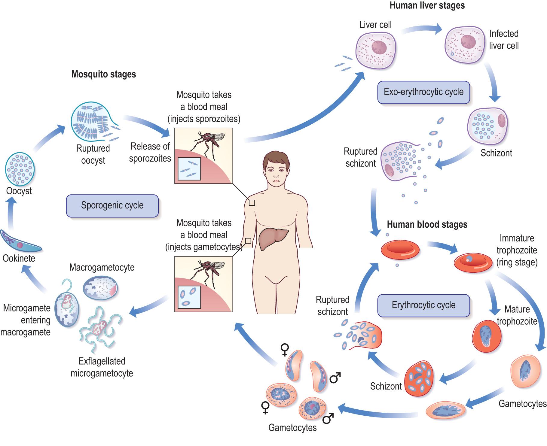 Fig. 6.5, Life cycle of the malarial parasite.