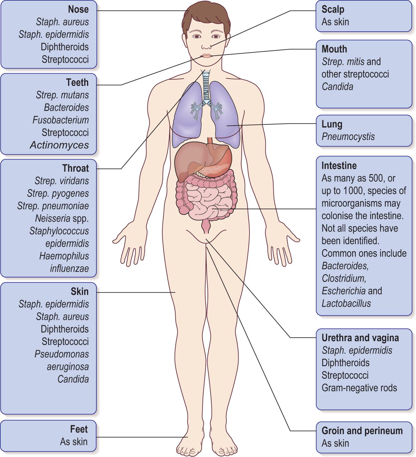 Fig. 6.7, Examples of organisms that occur as members of the normal flora and their location on the body.