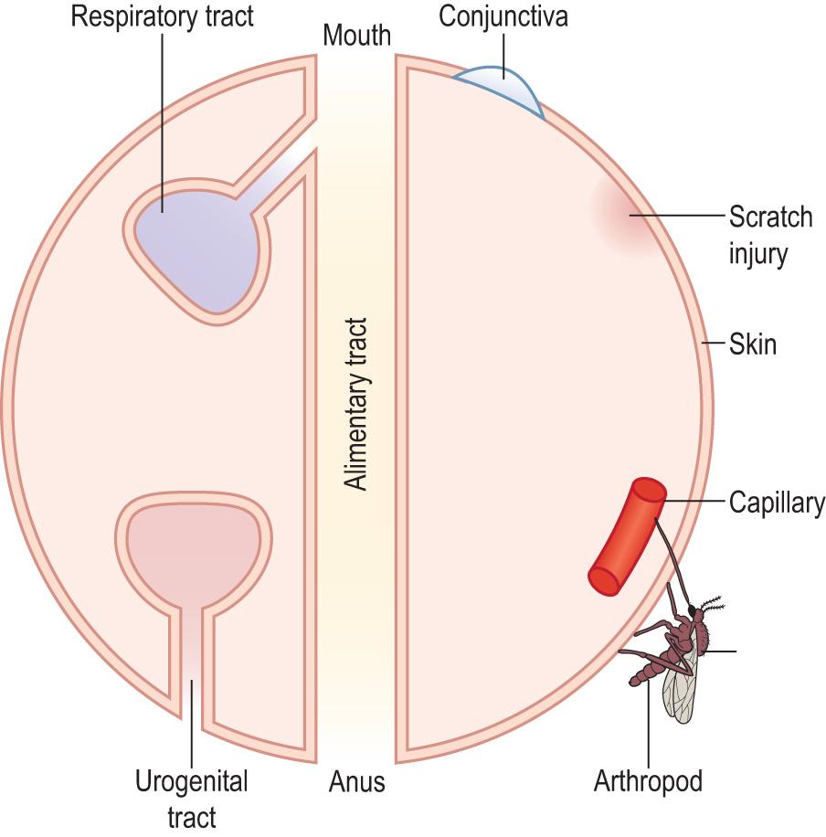 Fig. 6.8, Body surfaces which are sites of infection and shedding.