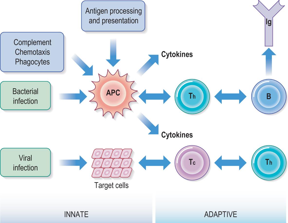 Fig. 6.10, Innate and adaptive immunity.