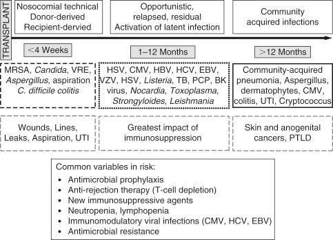 Fig. 31.2, The timeline of posttransplantation infections. Infection after transplantation tends to occur in a predictable pattern based on the epidemiologic exposure of the host and the nature of immune deficits. Patients with infections falling outside the usual patterns suggest unusual exposures or excessive immunosuppression. BKV , BK virus; CMV , cytomegalovirus; EBV , Epstein–Barr virus; HBV , hepatitis B virus; HCV , hepatitis C virus; HSV , herpes simplex virus; MRSA , methicillin-resistant Staphylococcus aureus; PJP , Pneumocystis jirovecii pneumonia; PTLD , posttransplant lymphoproliferative disorder; TB , tuberculosis; UTI , urinary tract infection; VRE , vancomycin-resistant enterococcus; VZV , varicella-zoster virus.