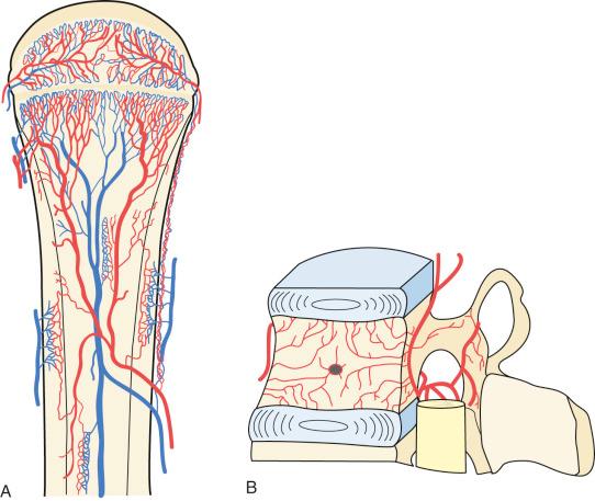 Figure 14.1, A, Vascular supply to a long bone in a child. The nutrient artery arborizes to small capillary loops at the base of the growth plate. B, Vascular supply to vertebral body. The subchondral region has the richest capillary network.