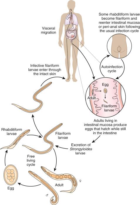 Fig. 2.20, Life cycle of Strongyloides stercoralis.