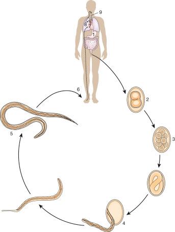 Fig. 2.10–2.14, Life cycle of Necator americanus and Ancylostoma duodenale.