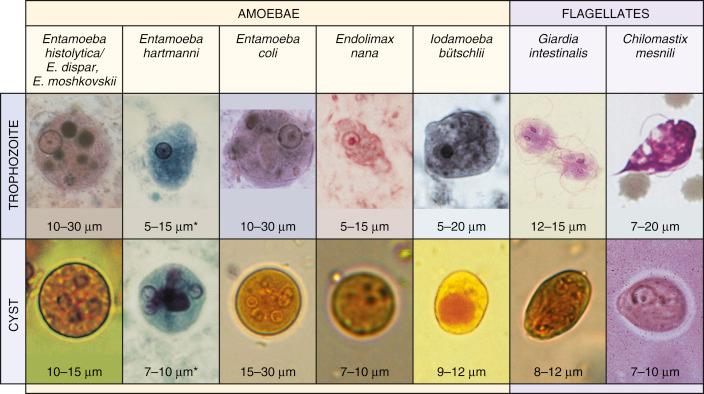 Fig. 3.38, Trophozoites and cysts of intestinal protozoa (after Ackers).