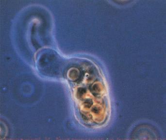 Fig. 3.39, Live Entamoeba histolytica .