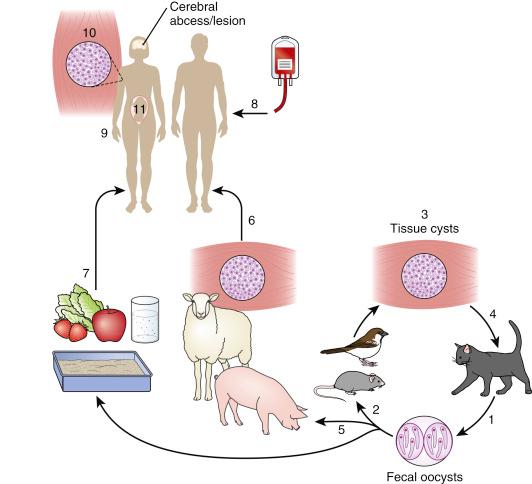 Fig. 3.53, Toxoplasma gondii life cycle.