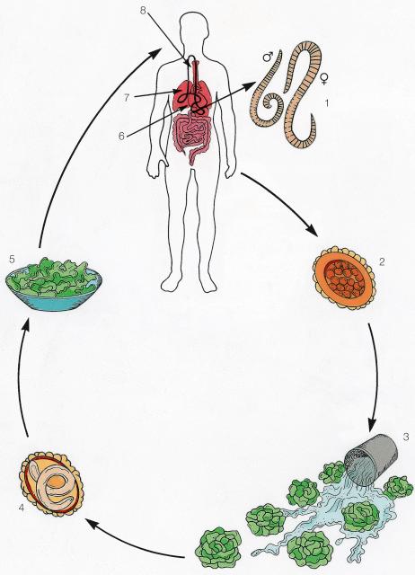 Fig. 3.65, Life cycle of Ascaris lumbricoides , the roundworm.