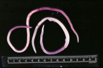 Fig. 3.66, Adult Ascaris lumbricoides.