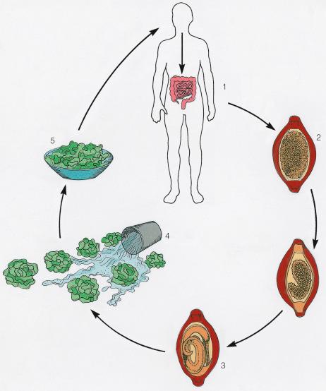 Fig. 3.75, Life cycle of Trichuris trichiura (whipworm).