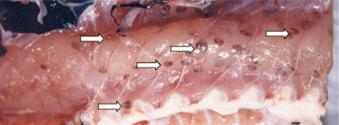 Fig. 3.80, Third larval stage of Anisakis simplex in a hake fillet.