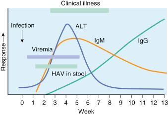 Fig. 3.8, Course of acute hepatitis A infection.