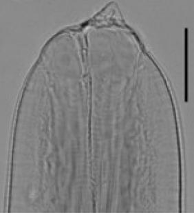 Fig. 3.83, Morphology of third-stage larva of Anisakis species.