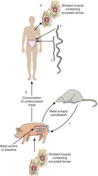 Fig. 3.88, Life cycle of Trichinella spiralis.