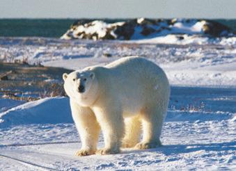 Fig. 3.95, Polar bear, host of Trichinella nativa .