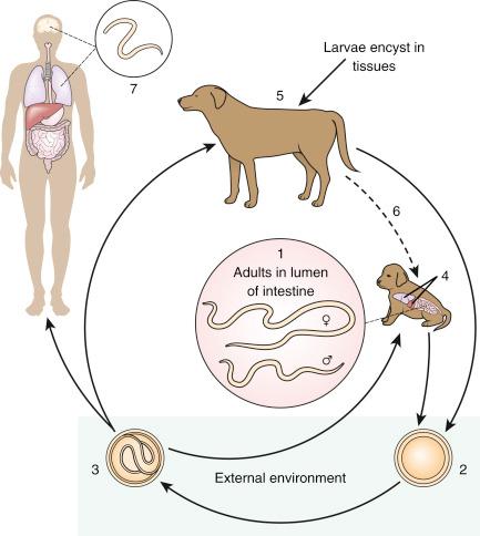 Fig. 3.96, Life cycle of Toxocara canis.