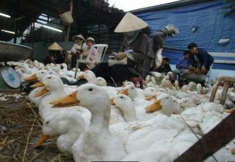 Fig. 4.6, Domestic ducks in an Asian wet market.