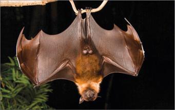 Fig. 4.9, Pteropus fruit bat (flying fox), reservoir of Nipah virus.