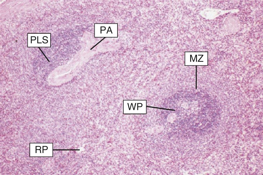 FIG. 311.1, Normal splenic architecture in the adult human.